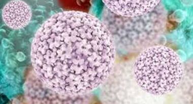 Papiloma virus