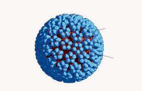 3D model HPV-a